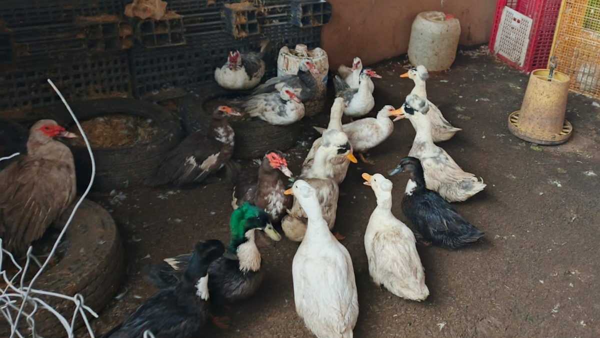 Sakarya'da kaçak hayvan operasyonu