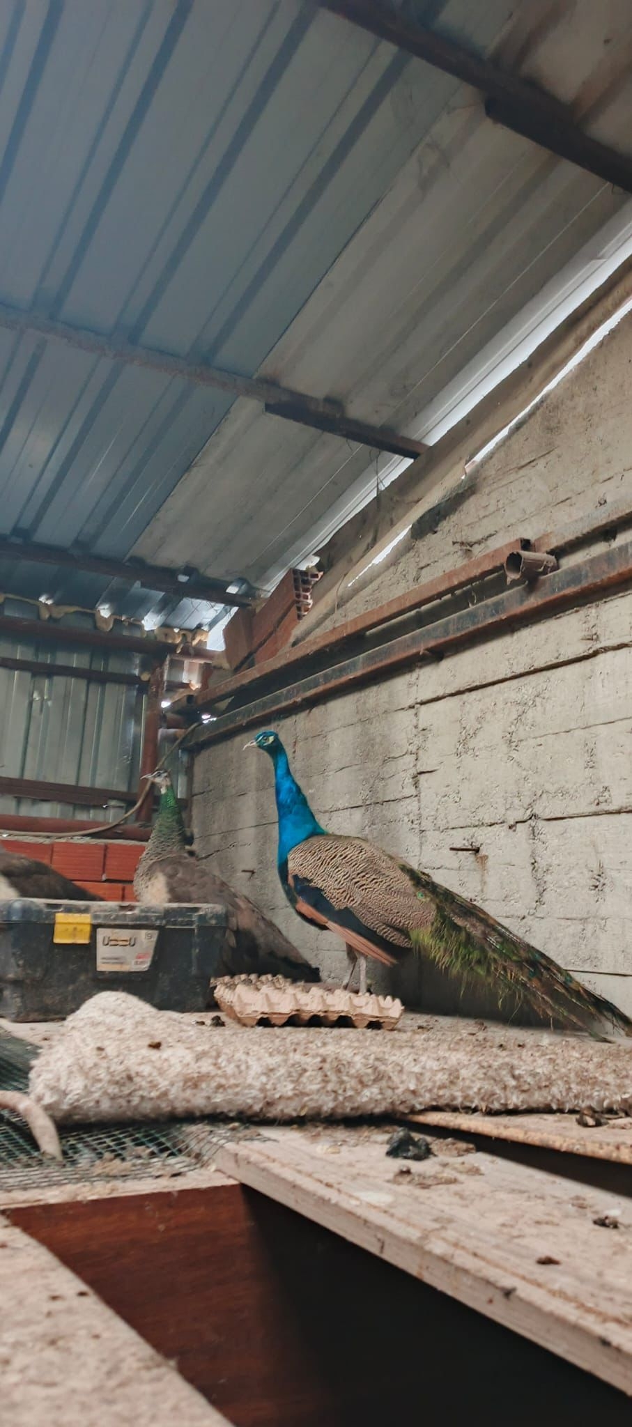 Sakarya'da kaçak hayvan operasyonu