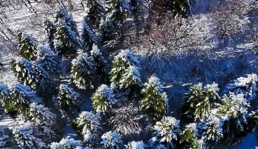 Sakarya'da karla gelen güzellik