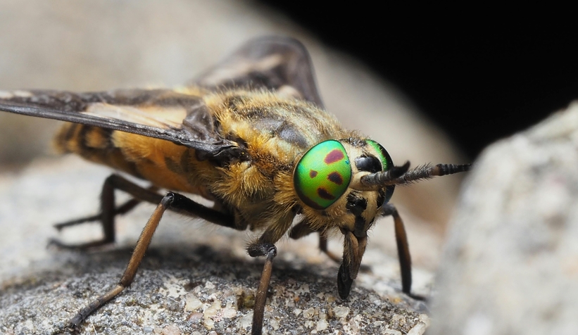 Sakarya'da sinek ve kene ile mücadelede dijital adım