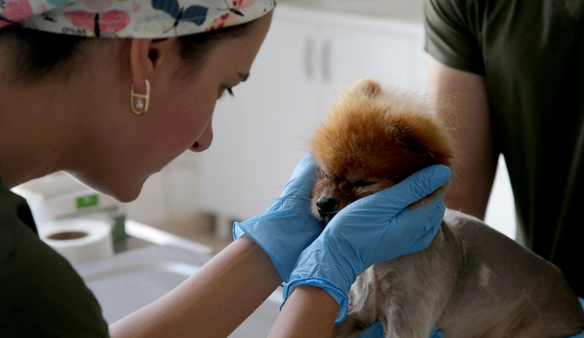 Sakarya'da sokak hayvanları için sahiplendirme kampanyası