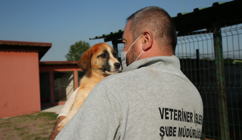 Sakarya'da sokak hayvanları için sahiplendirme kampanyası