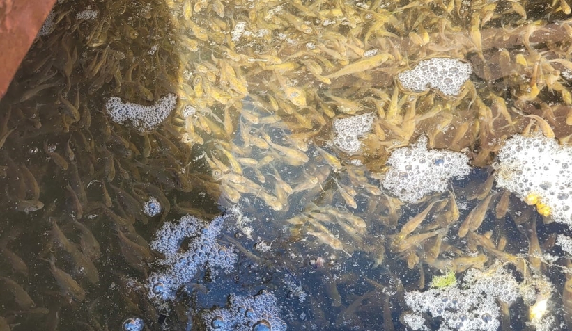 Sakarya'da su kaynaklarına milyonlarca sazan yavrusu bırakıldı
