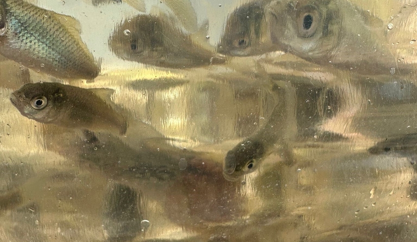 Sakarya'da su kaynaklarına milyonlarca sazan yavrusu bırakıldı