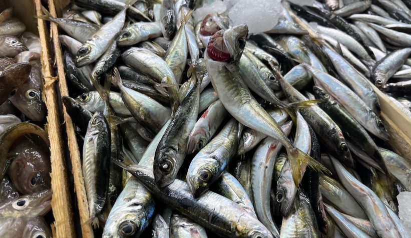 Sakarya'da taze tüm balık çeşitleri Balıkçı Hüseyin'de