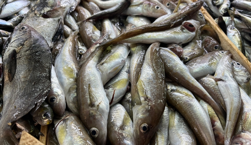 Sakarya'da taze tüm balık çeşitleri Balıkçı Hüseyin'de