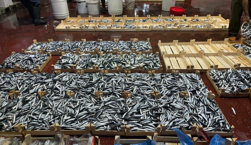 Sakarya'da taze tüm balık çeşitleri Balıkçı Hüseyin'de