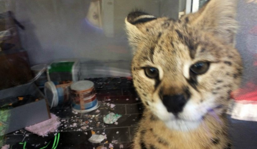 Sakarya'da vahşi kedi ele geçirildi