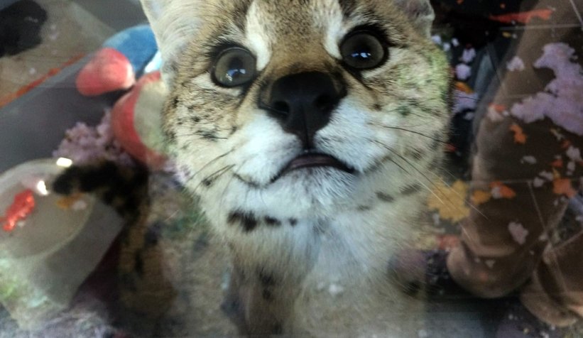 Sakarya'da vahşi kedi ele geçirildi