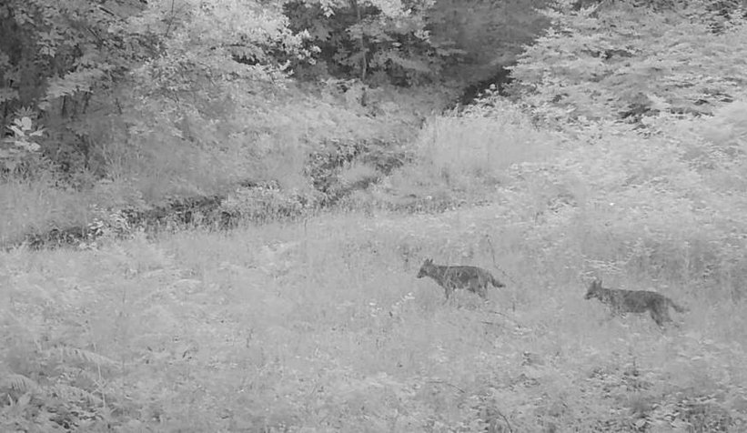 Sakarya'da yaban hayatı fotokapana yansıdı