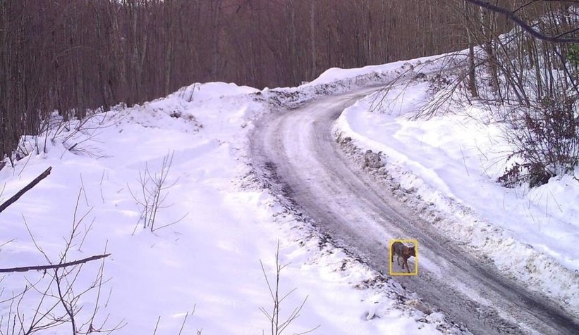 Sakarya'da yaban hayatı fotokapana yansıdı