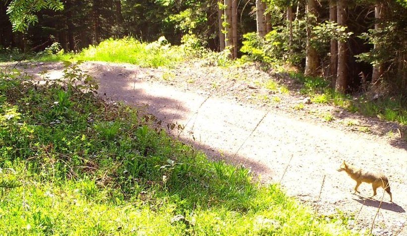 Sakarya'da yaban hayatı fotokapana yansıdı