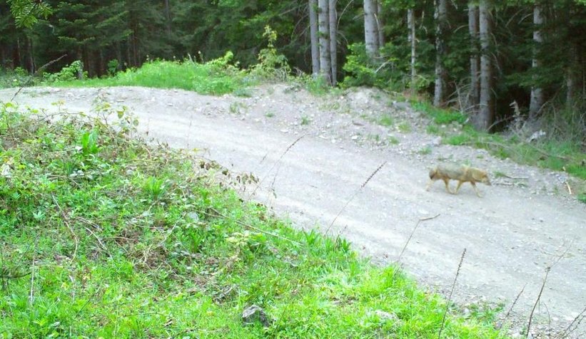 Sakarya'da yaban hayatı fotokapana yansıdı