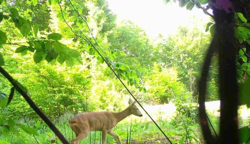 Sakarya'da yaban hayatı fotokapana yansıdı
