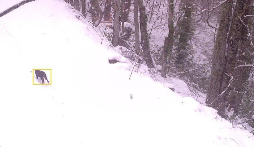 Sakarya'da yaban hayatı fotokapana yansıdı