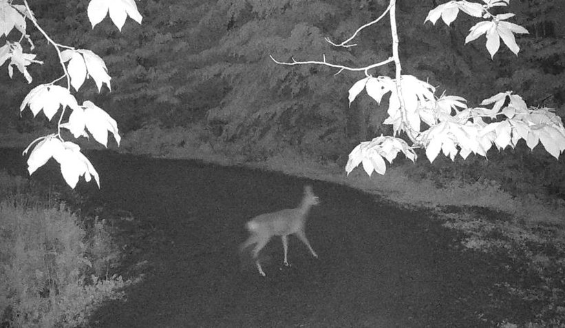 Sakarya'da yaban hayatı fotokapana yansıdı