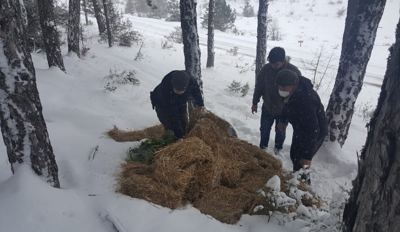 Sakarya'da yaban hayvanlarına yiyecek bırakıldı