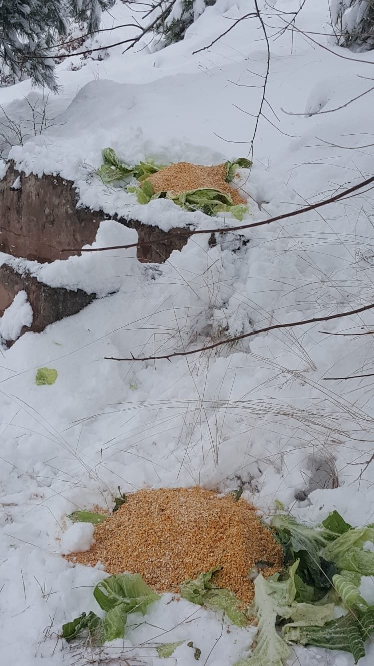 Sakarya'da yaban hayvanlarına yiyecek bırakıldı