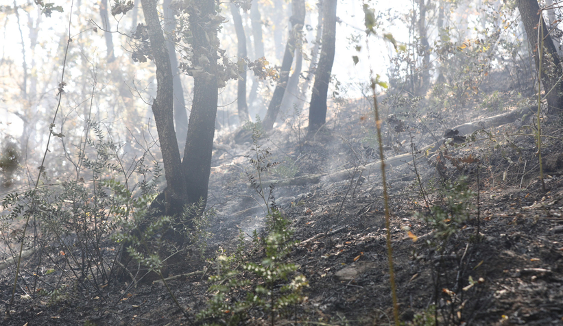 Sakarya'daki 3 yangından ikisi kontrol altında