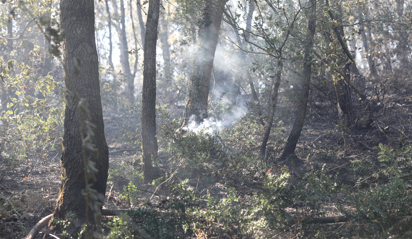 Sakarya'daki 3 yangından ikisi kontrol altında