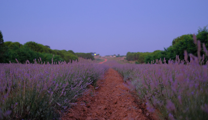 Sakarya Dünya tarım şehri oluyor