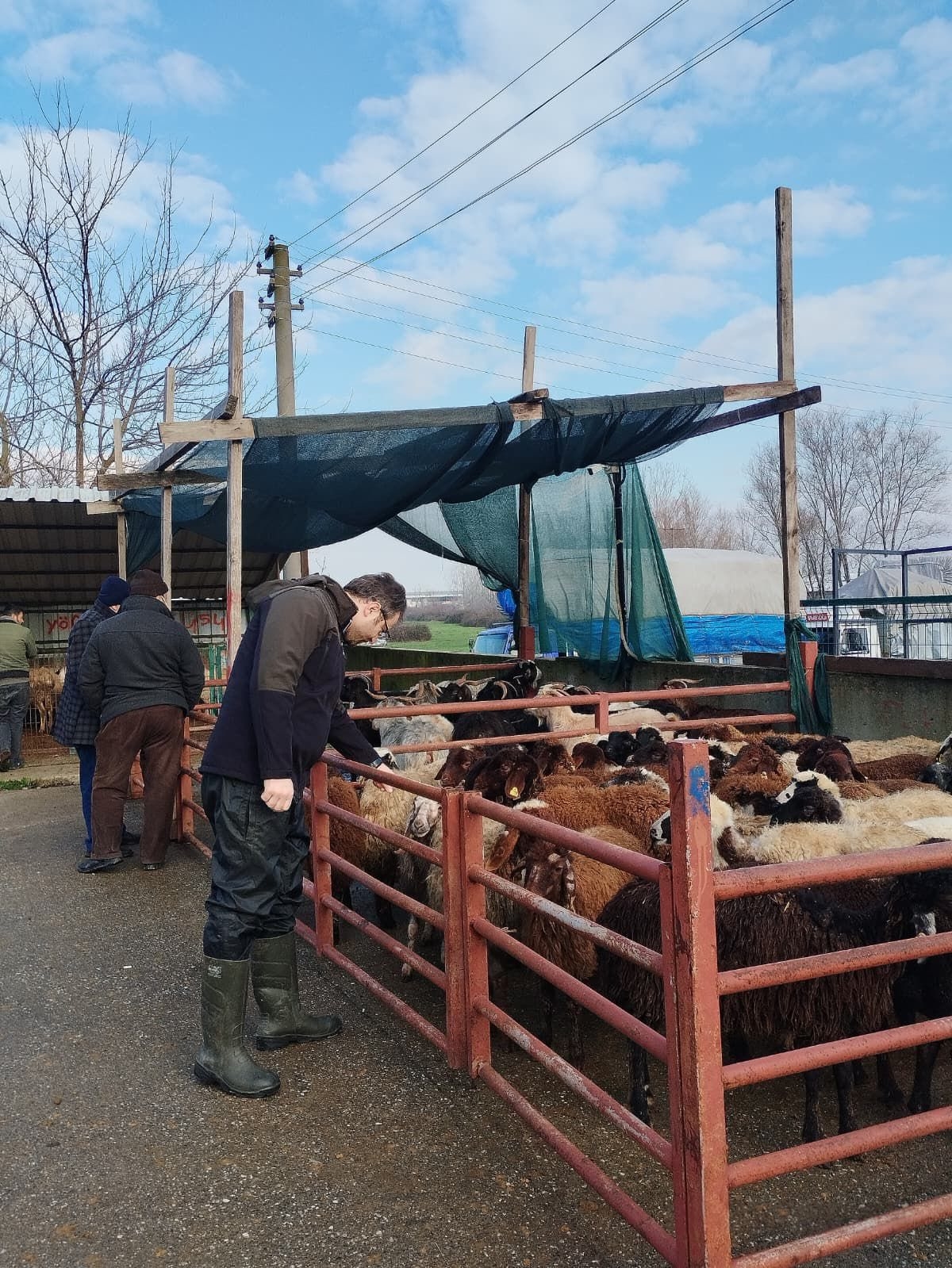 Sakarya Hayvan Pazarı açıldı