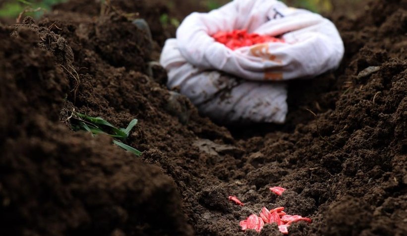 Sakarya kabağının ekimi başladı