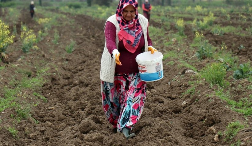 Sakarya kabağının ekimi başladı