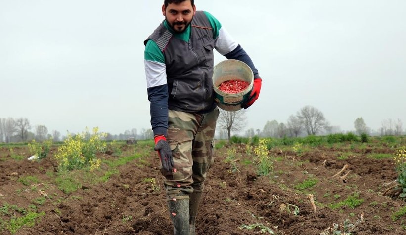 Sakarya kabağının ekimi başladı