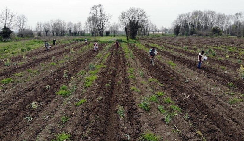 Sakarya kabağının ekimi başladı