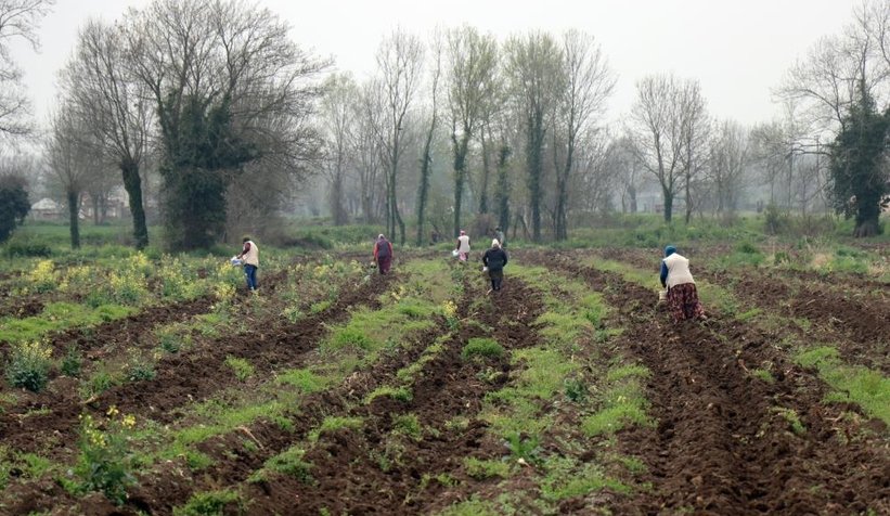 Sakarya kabağının ekimi başladı