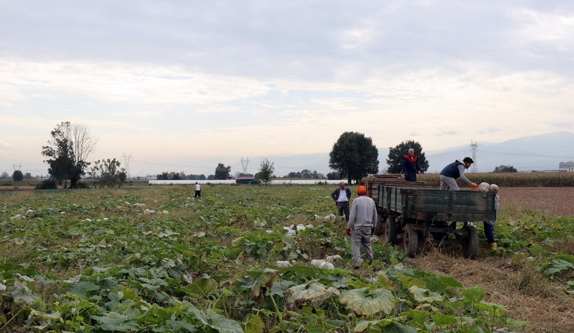 Sakarya kabağının hasadı başladı