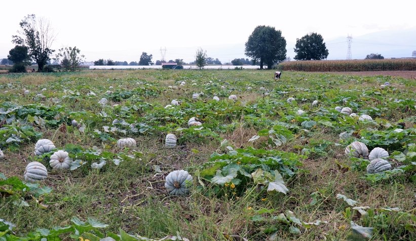 Sakarya kabağının hasadı başladı
