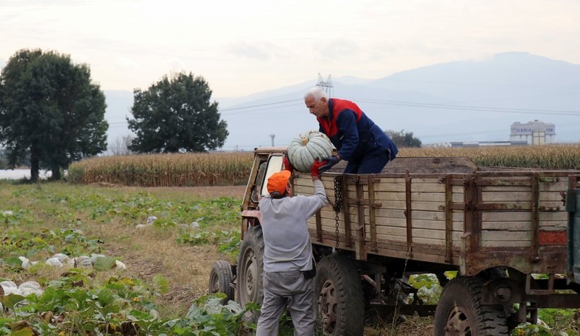 Sakarya kabağının hasadı başladı