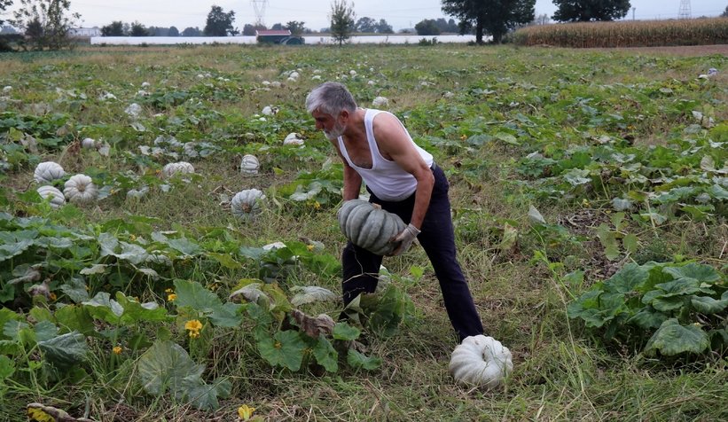 Sakarya kabağının hasadı başladı