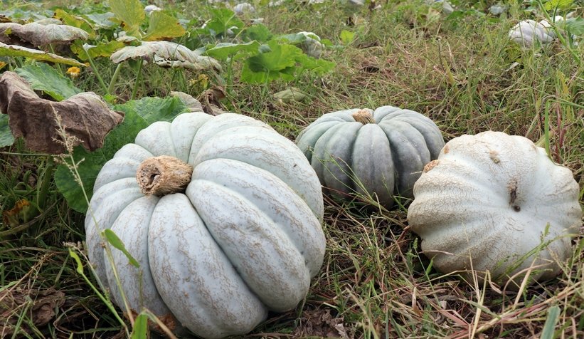 Sakarya kabağının hasadı başladı