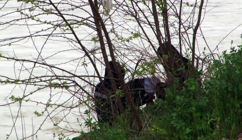 Sakarya Köprüsü altında yürek sızlatan görüntüler