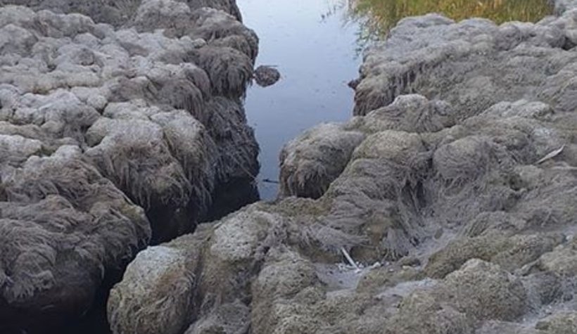 Sakarya Nehri kurudu!