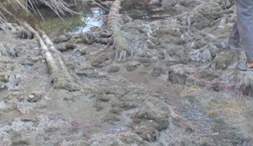 Sakarya Nehri kurudu!