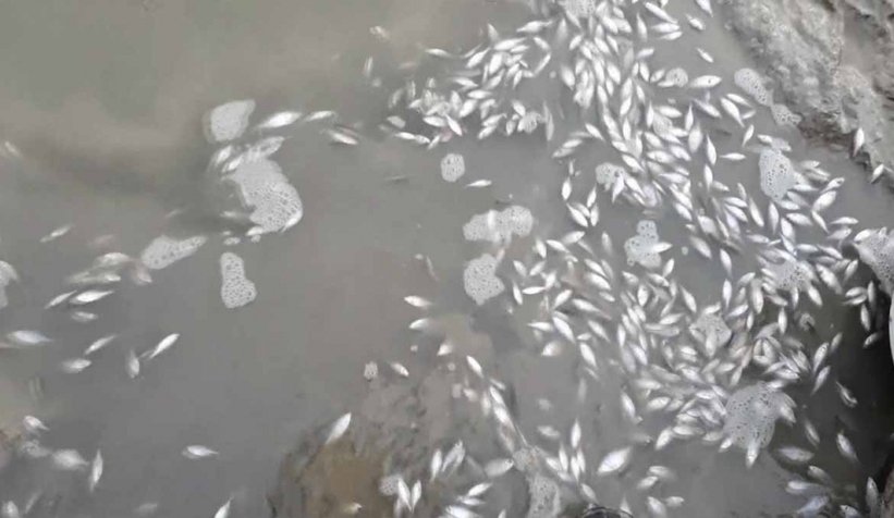 Sakarya Nehri'nde binlerce balık mahsur kaldı