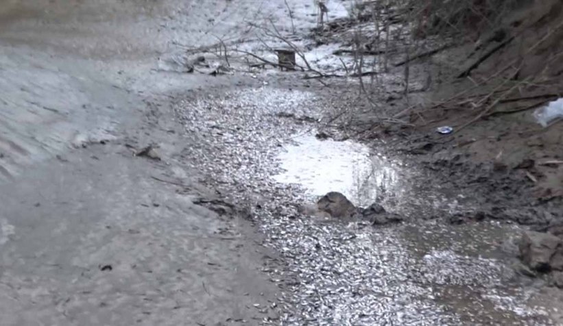 Sakarya Nehri'nde binlerce balık mahsur kaldı