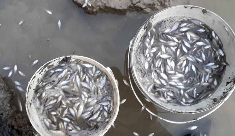 Sakarya Nehri'nde binlerce balık mahsur kaldı