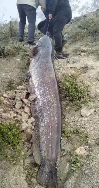 sakarya-nehri-nde-dev-yayin-baligi-yakalandir0nqs2nvvh