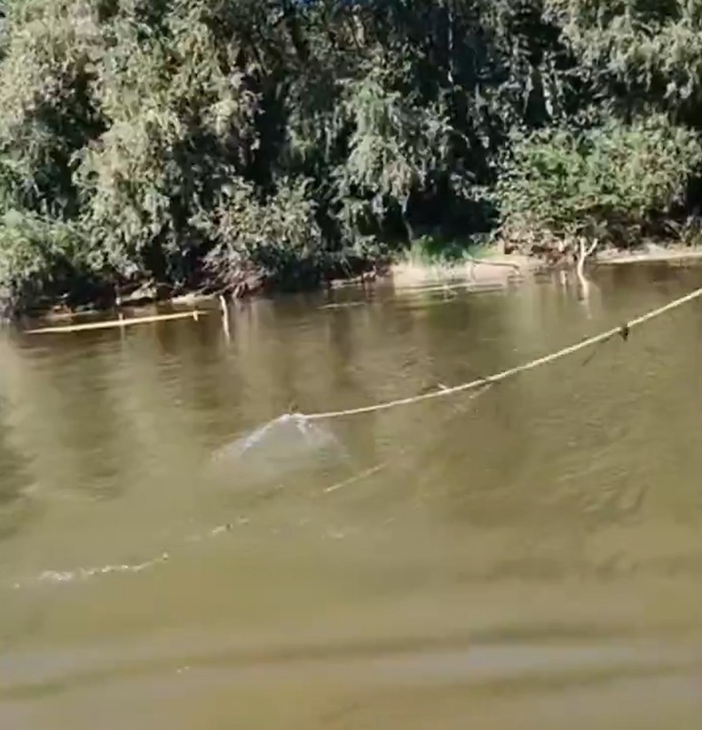 Sakarya Nehri'nde kaçak balık avcılarına operasyon