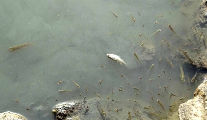 Sakarya Nehri'nde korkutan görüntü