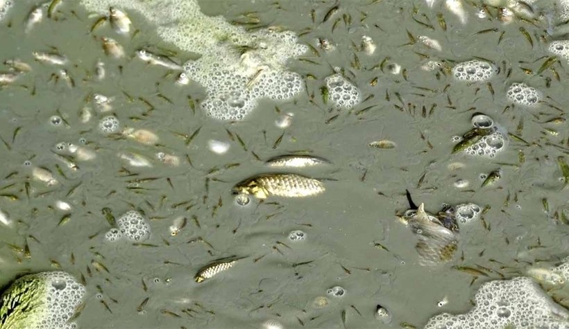 Sakarya Nehri'nde korkutan görüntü