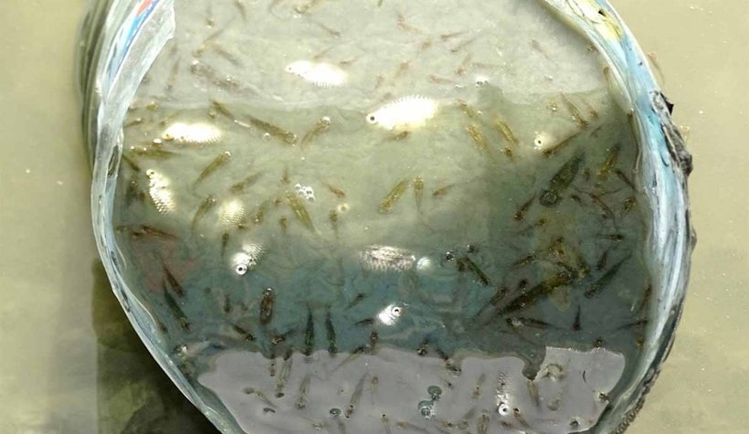 Sakarya Nehri'nde korkutan görüntü