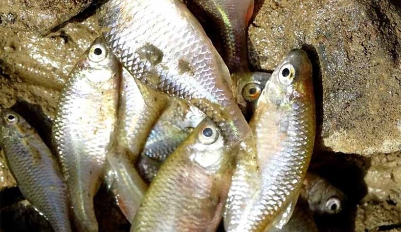 Sakarya Nehri'nde korkutan görüntü