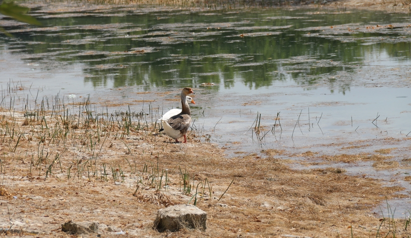 sakarya-nehri-nin-kaynaginda-sular-cekildiwutnduzsbn