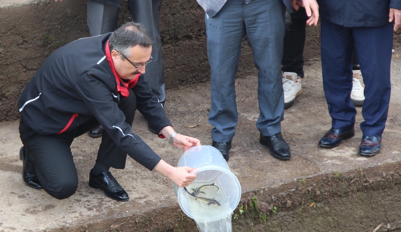 sakarya-nehrine-5-bin-mersin-baligi-birakildibtjbndzcdg